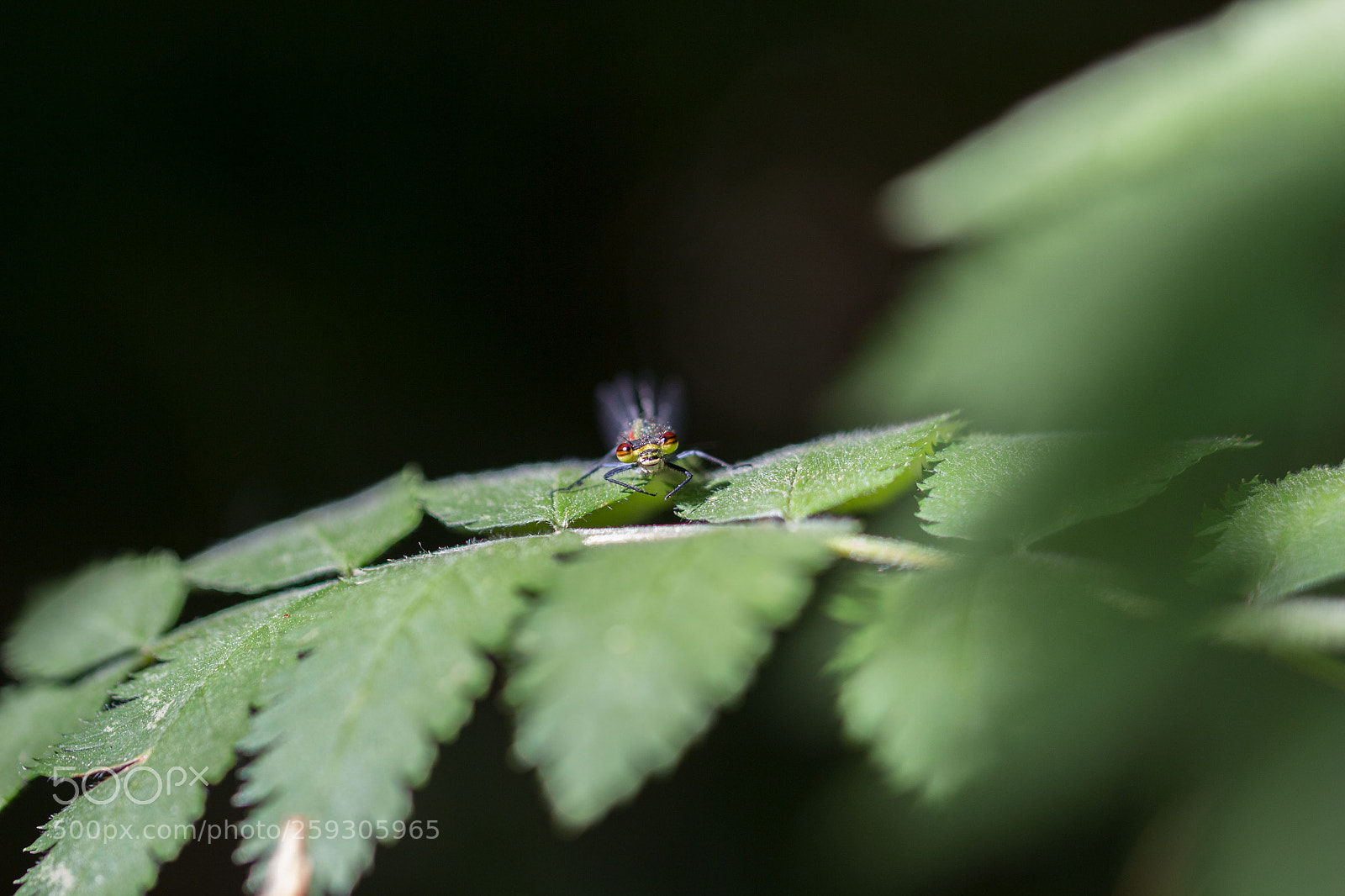 Canon EOS 700D (EOS Rebel T5i / EOS Kiss X7i) sample photo. "i see you" photography