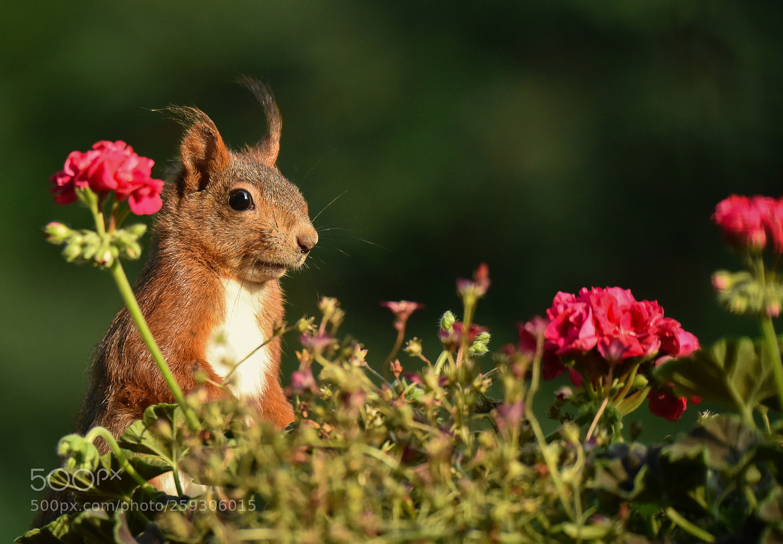 Nikon D750 sample photo. Flower power photography