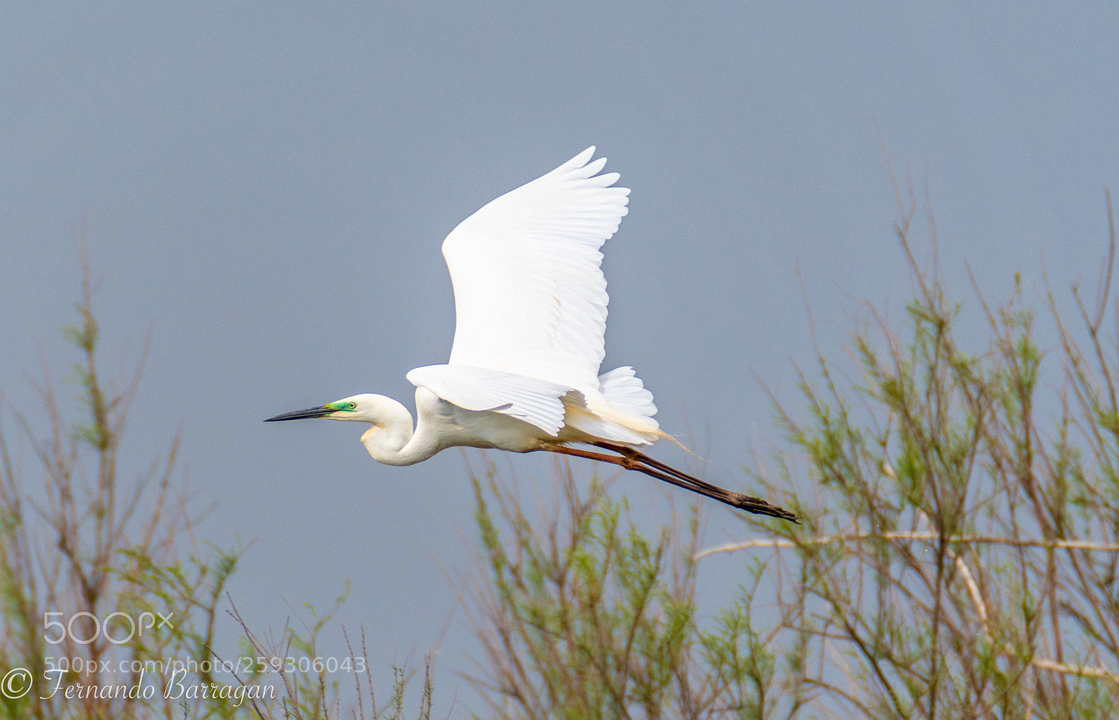 Nikon D500 sample photo. Garza volando. flying garza photography