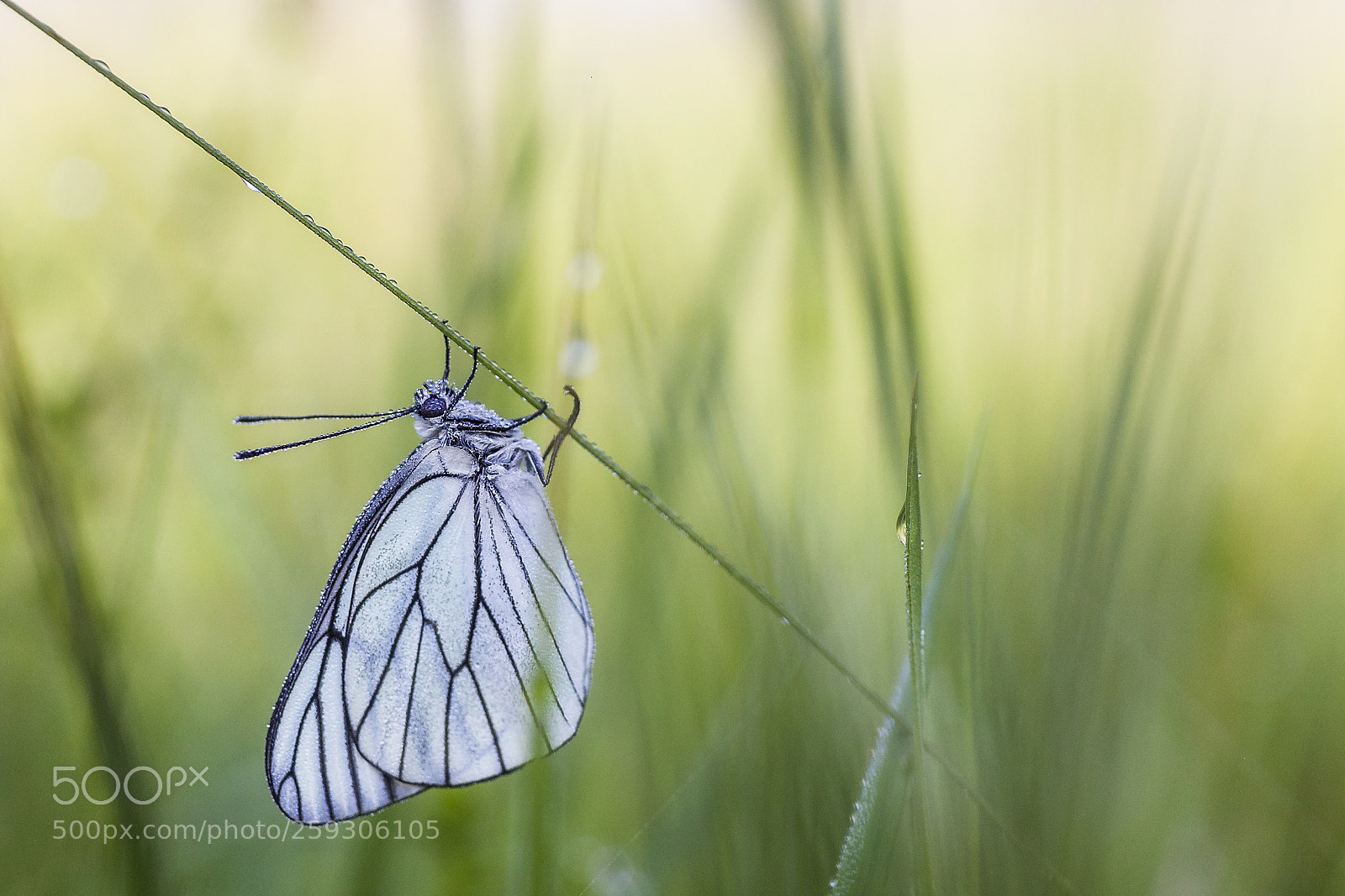 Canon EOS 5D Mark II sample photo. White and green photography