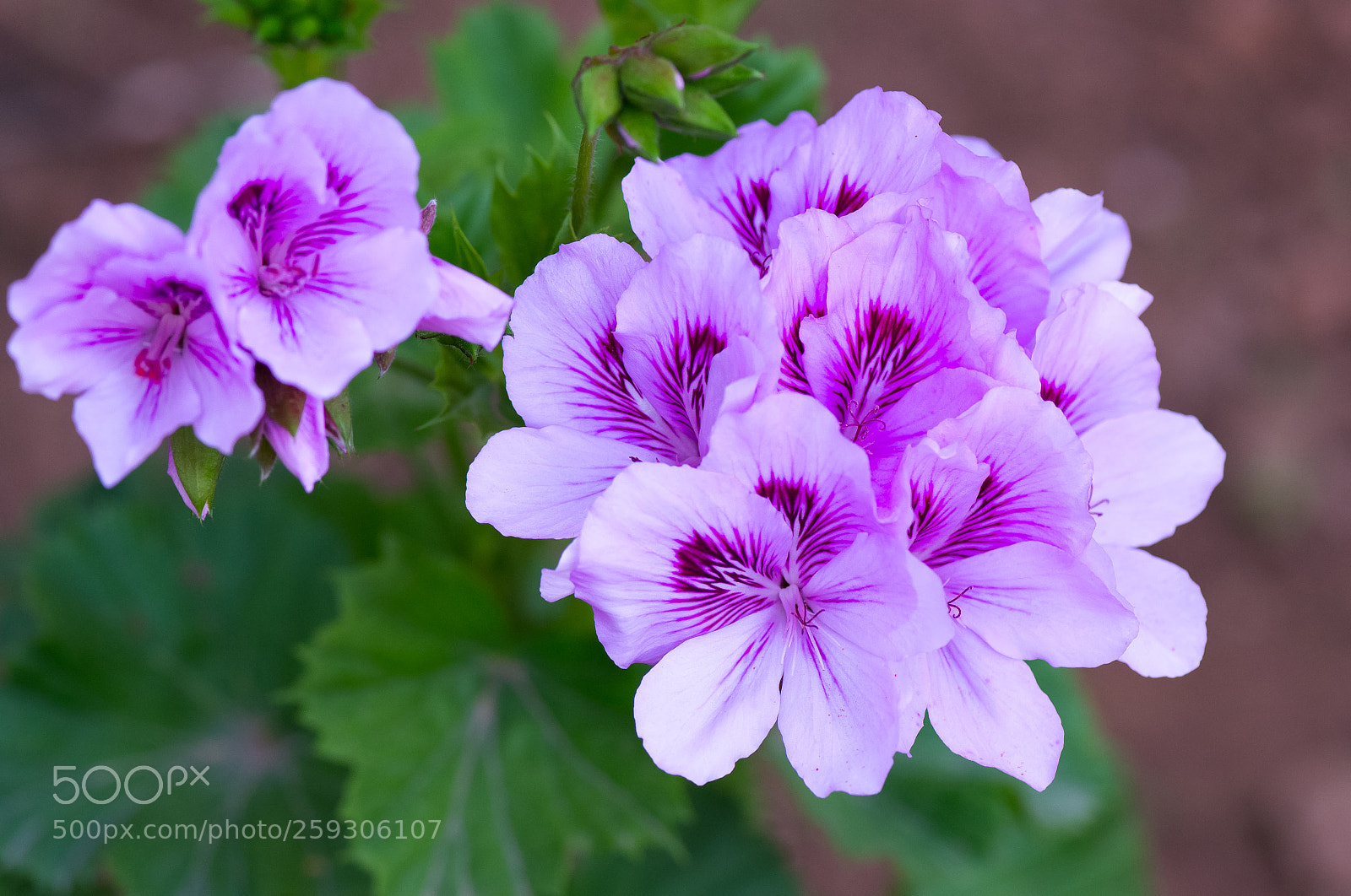 Nikon D610 sample photo. Flores primavera garden photography