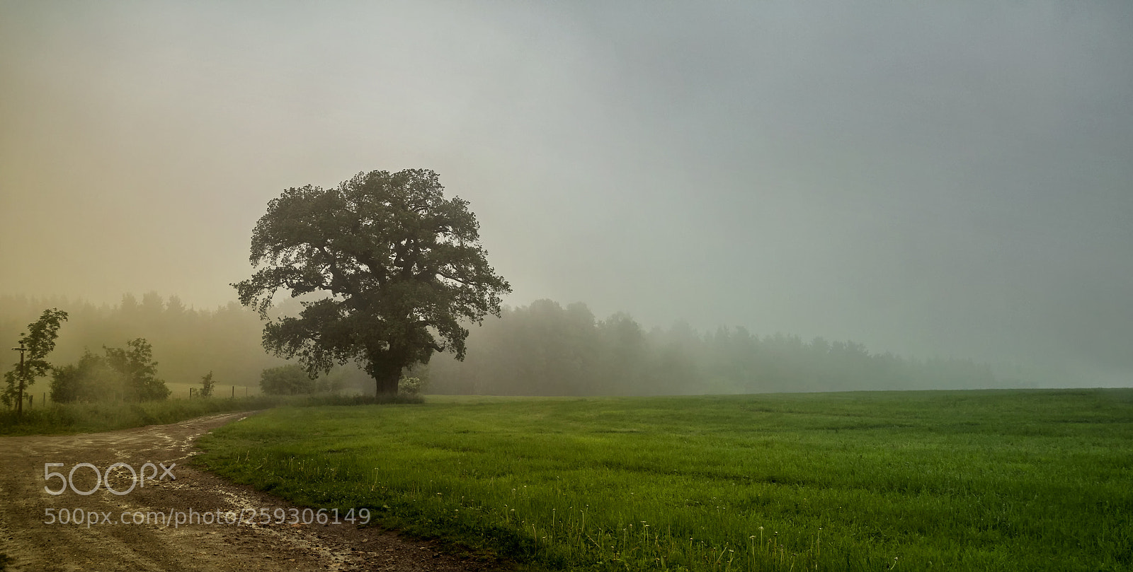 Canon EOS 60D sample photo. Old oak in the photography
