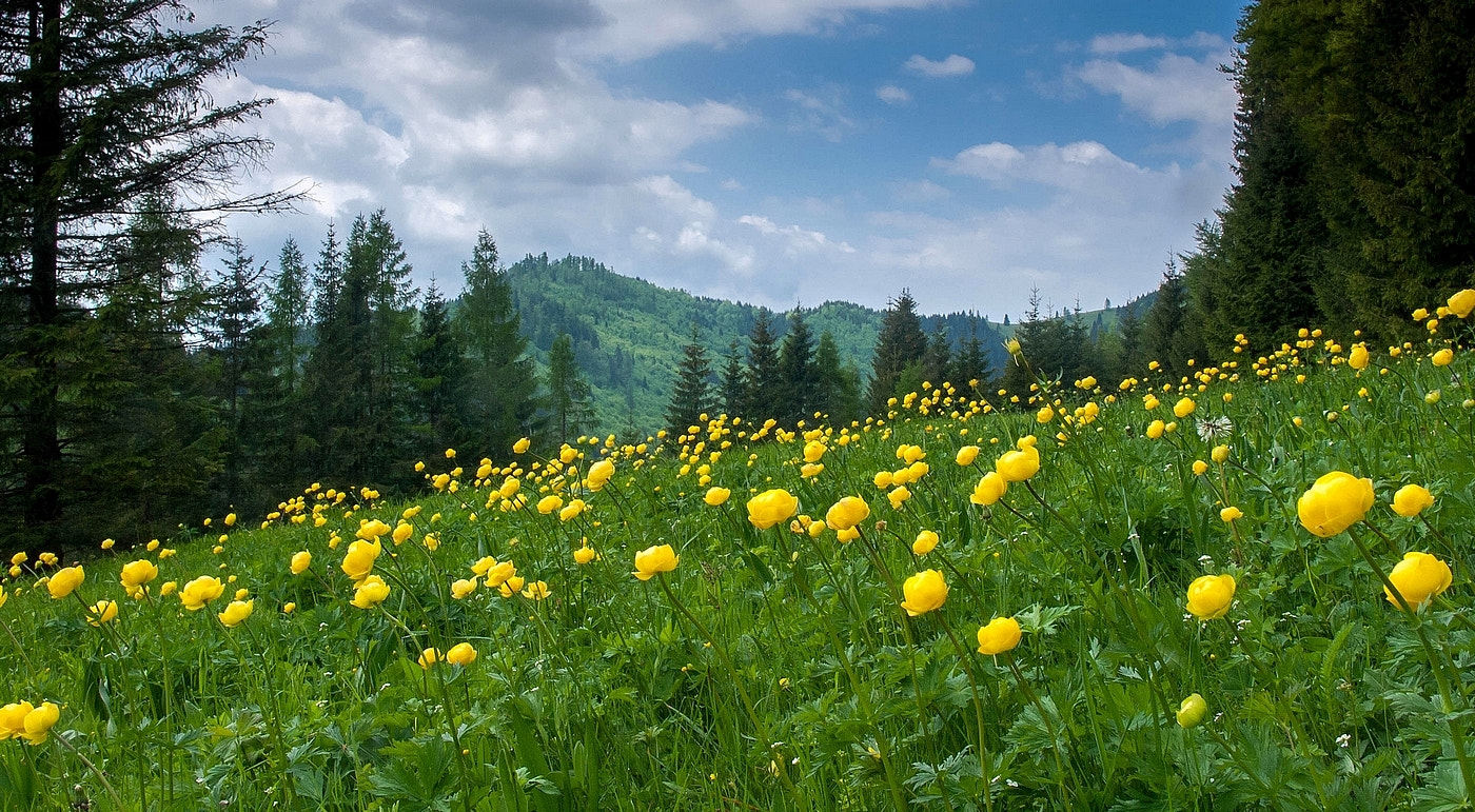 Olympus E-330 (EVOLT E-330) sample photo. Trollius altissimus photography