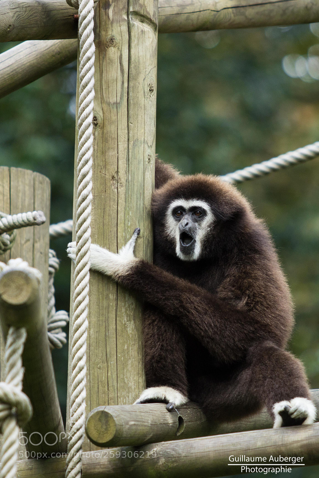Canon EOS 600D (Rebel EOS T3i / EOS Kiss X5) sample photo. Gibbon monkey astonishment photography