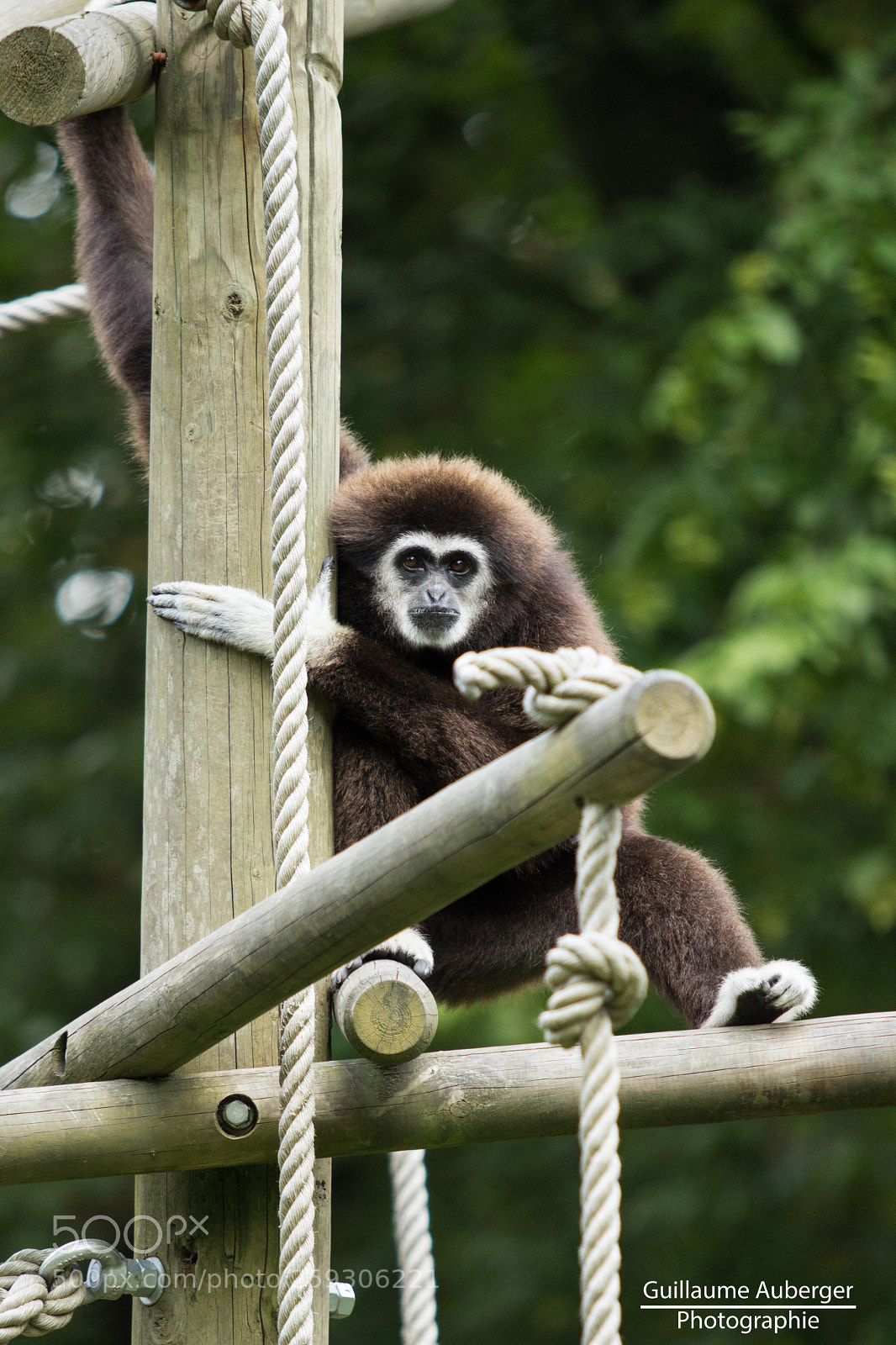 Canon EOS 600D (Rebel EOS T3i / EOS Kiss X5) sample photo. Gibbon monkey photography