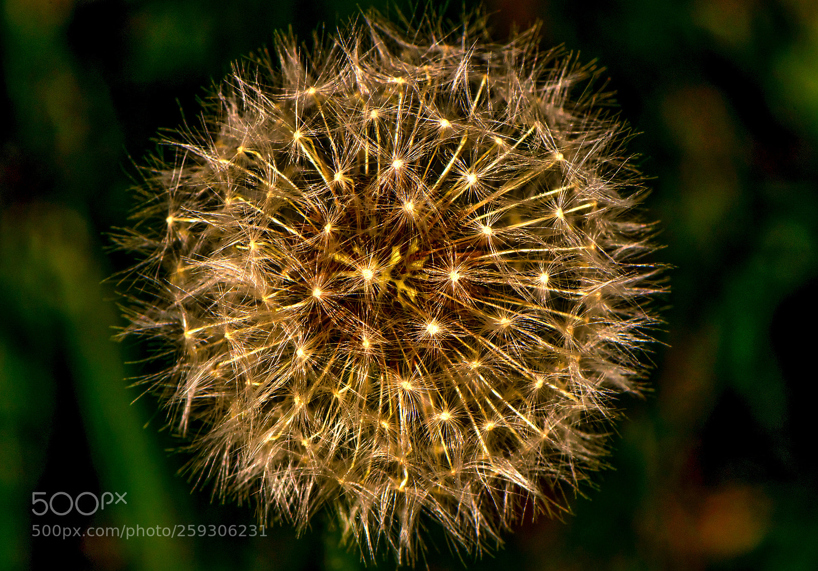 Nikon D850 sample photo. Garden photography