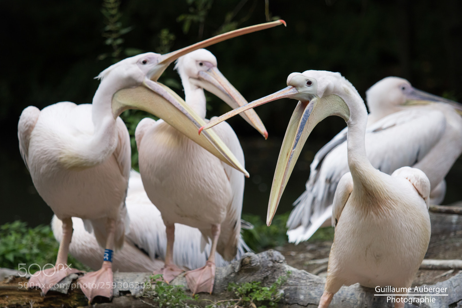 Canon EOS 600D (Rebel EOS T3i / EOS Kiss X5) sample photo. Pelican expression photography