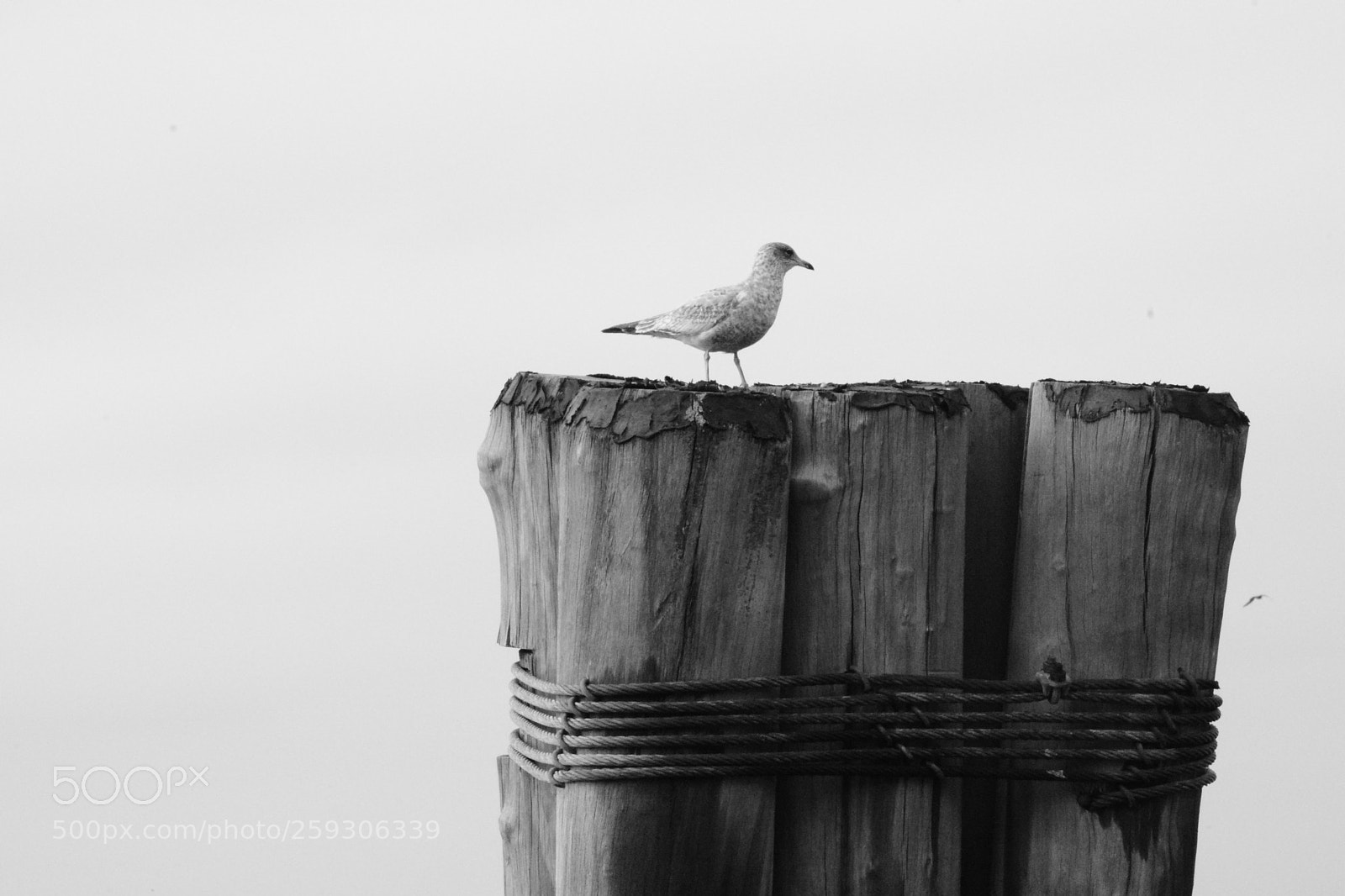 Nikon D7100 sample photo. La solitudine photography