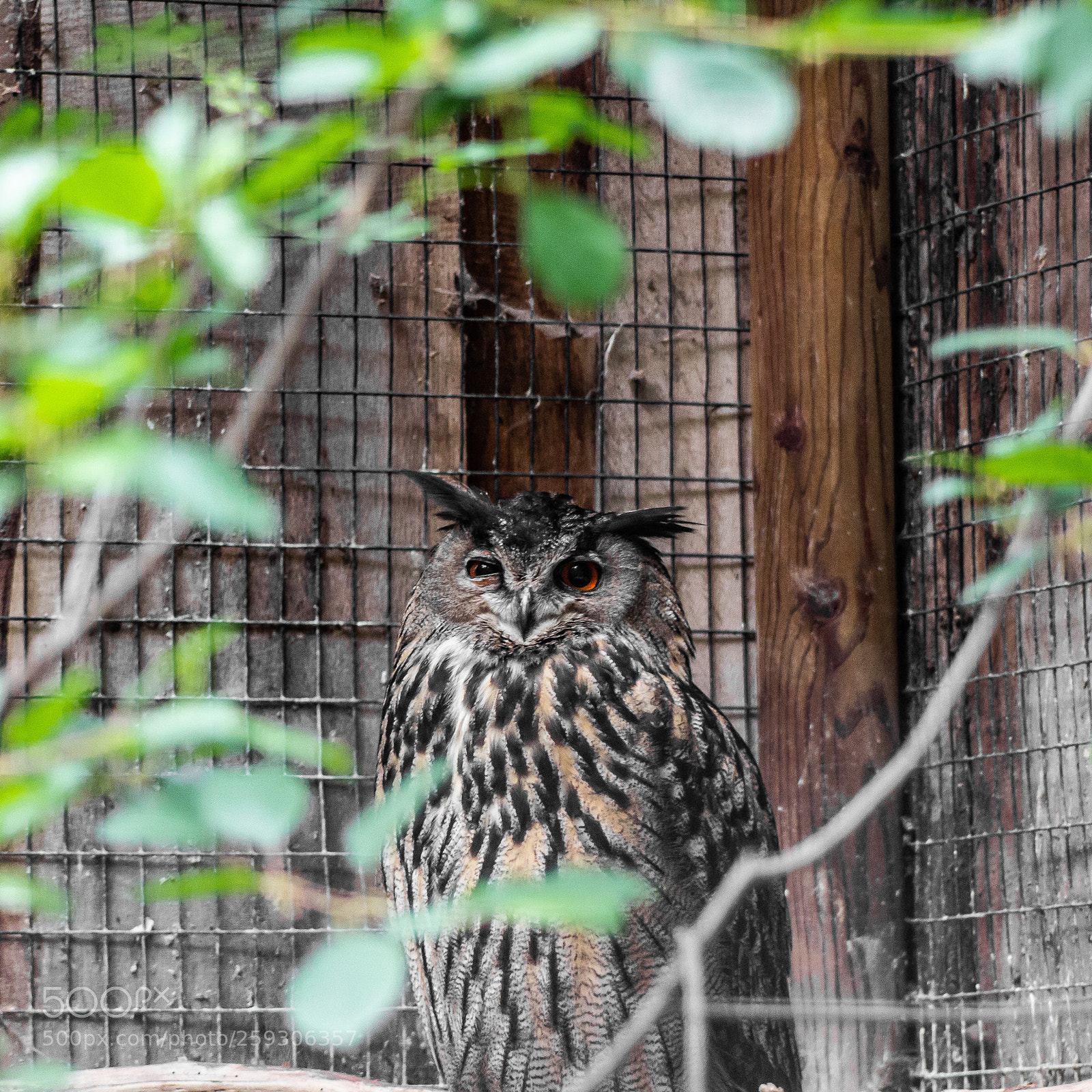 Canon EOS 600D (Rebel EOS T3i / EOS Kiss X5) sample photo. Sleepy owl photography