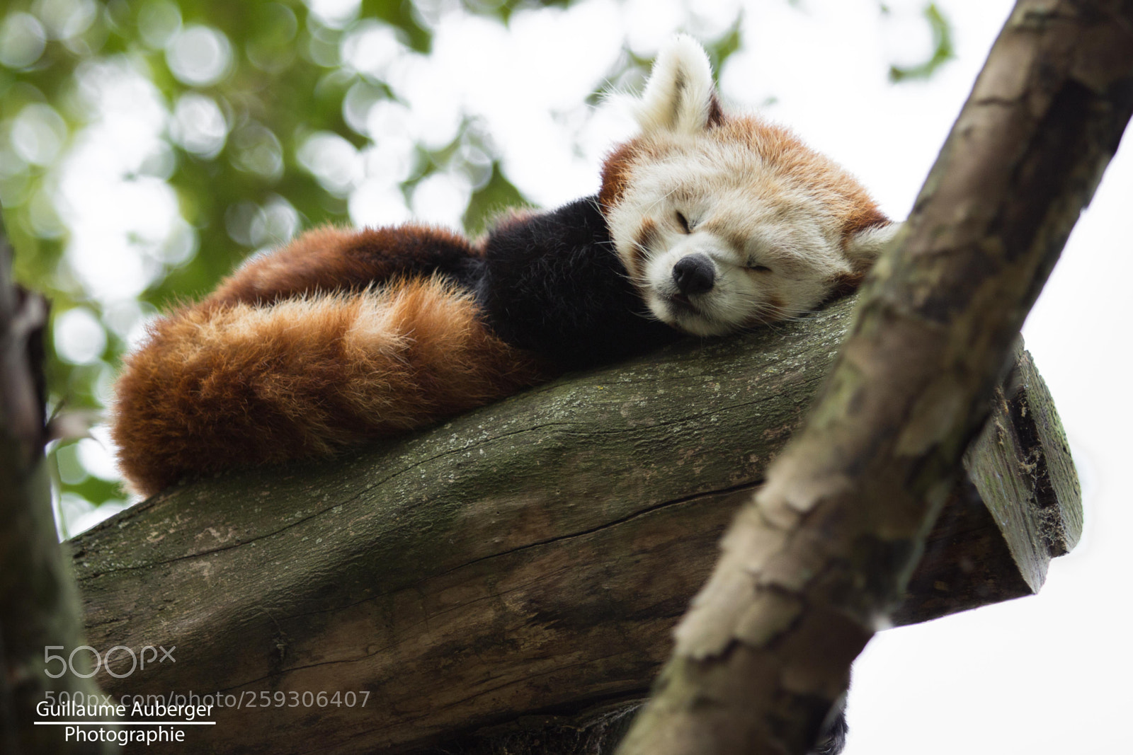 Canon EOS 600D (Rebel EOS T3i / EOS Kiss X5) sample photo. Red panda nap photography