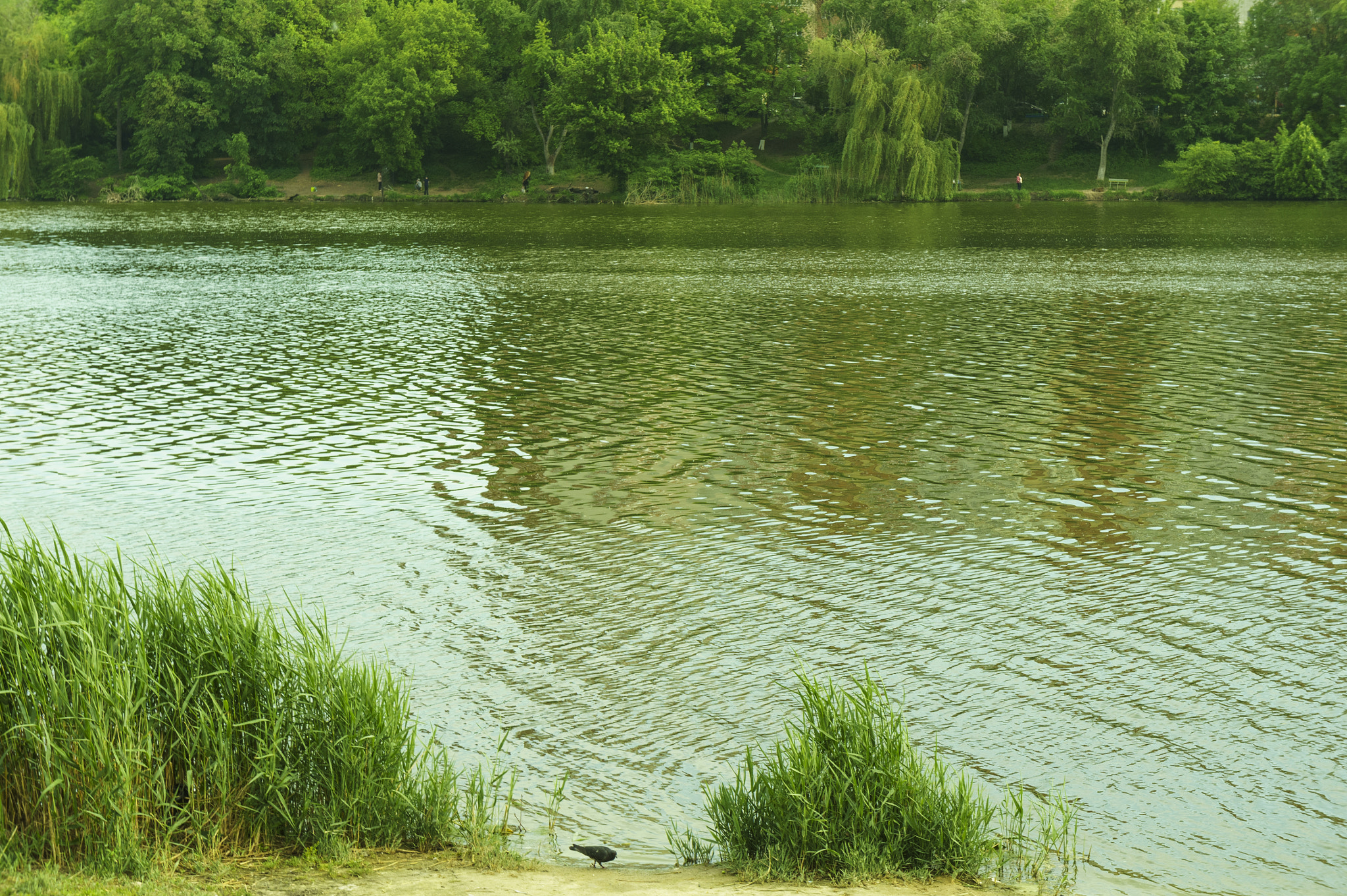 Sony Alpha NEX-5 sample photo. The pond in may. photography