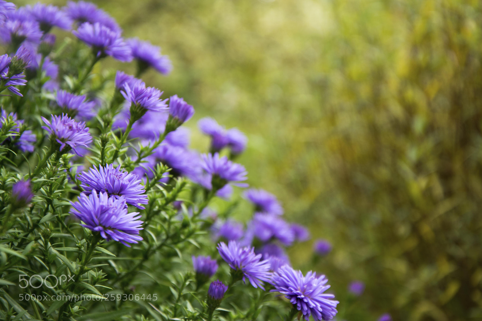 Nikon D5300 sample photo. Purple flowers on the photography