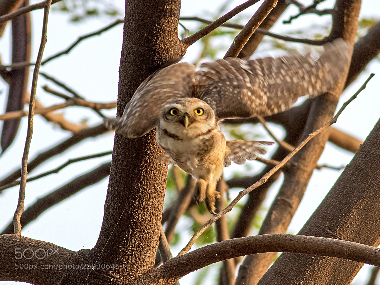 Canon EOS 7D Mark II sample photo. Spotted owlet photography