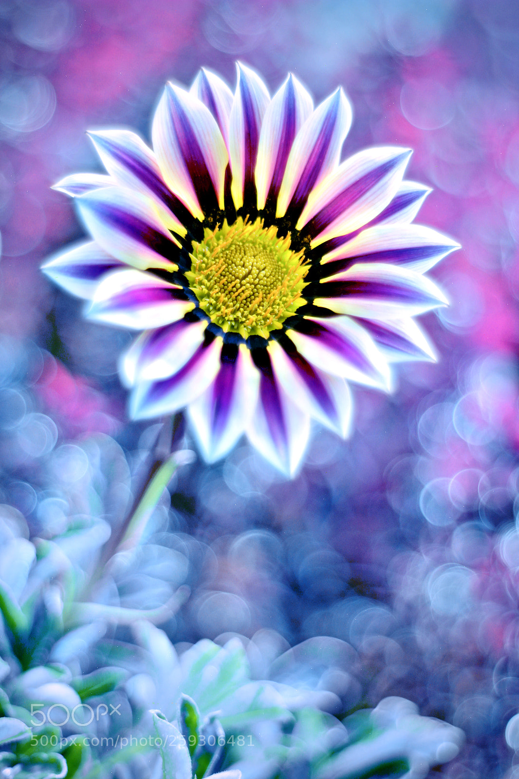Canon EOS 60D sample photo. Fullsizeoutput photography