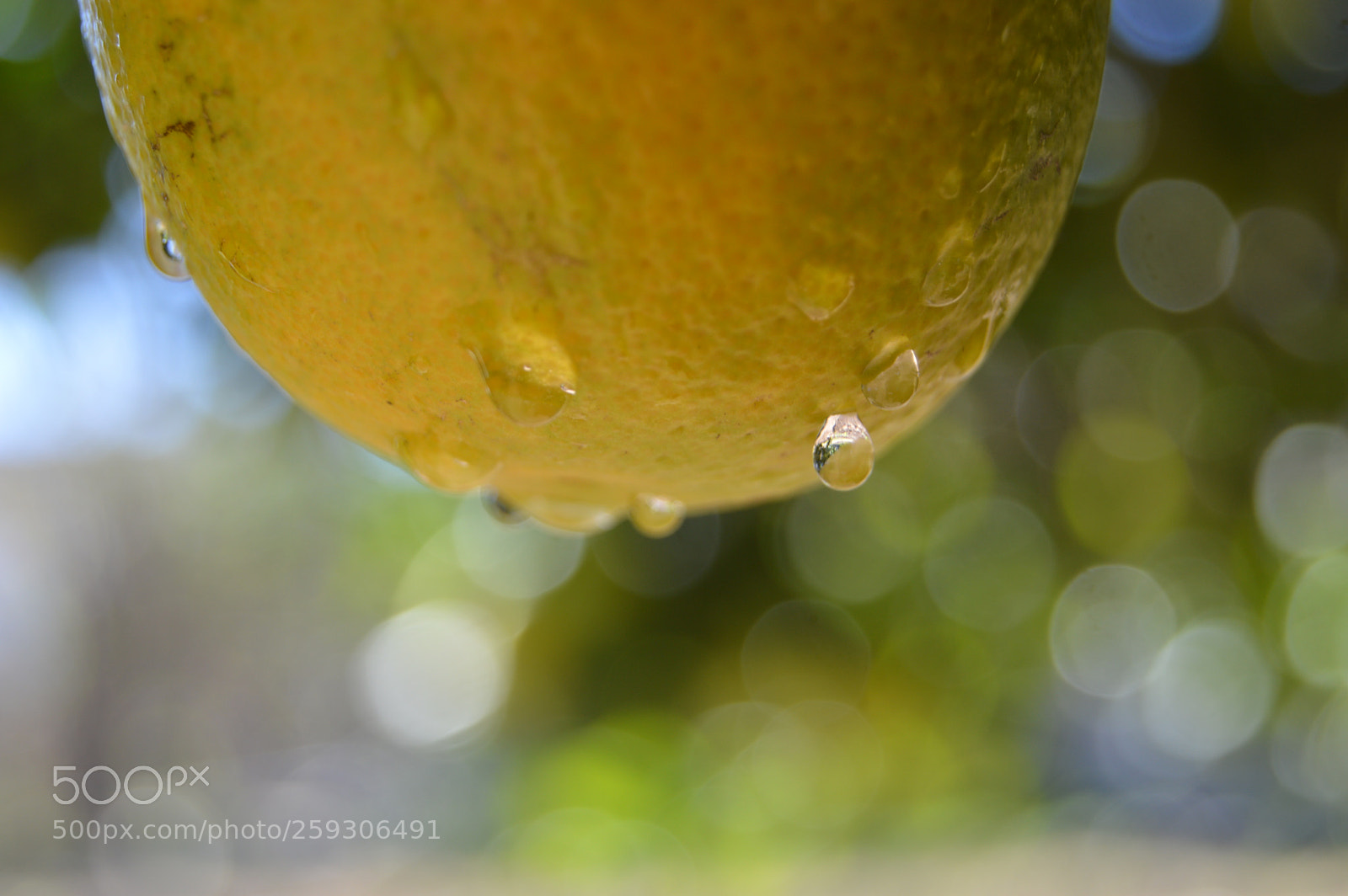 Nikon D3200 sample photo. Lemon in depth of photography