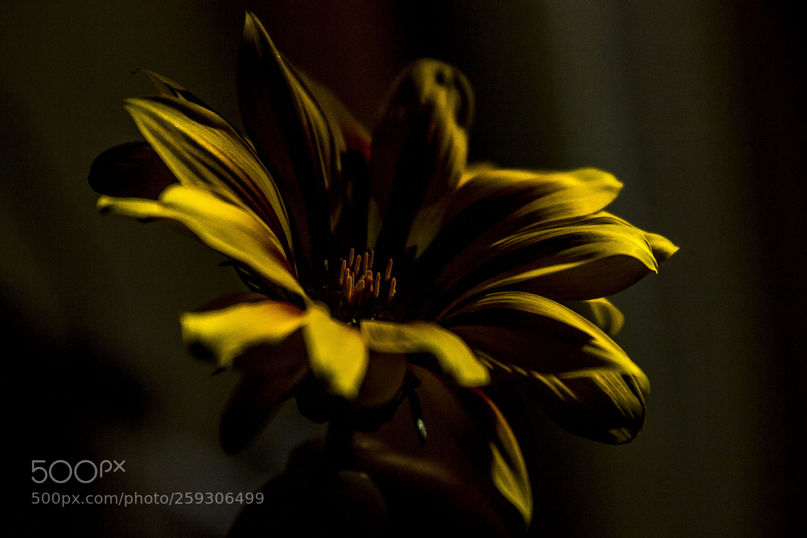 Canon EOS 550D (EOS Rebel T2i / EOS Kiss X4) sample photo. Beauty in the dark photography