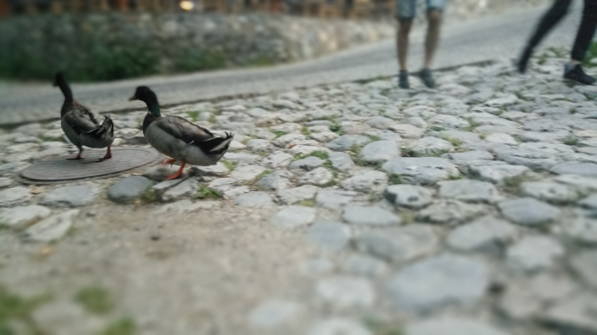 Xiaomi Redmi Pro sample photo. Ducks photography