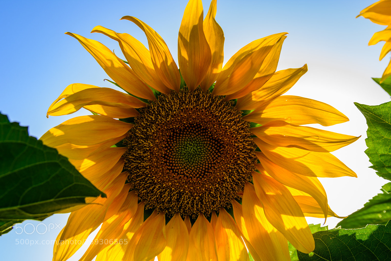 Nikon D7200 sample photo. Sunflower photography