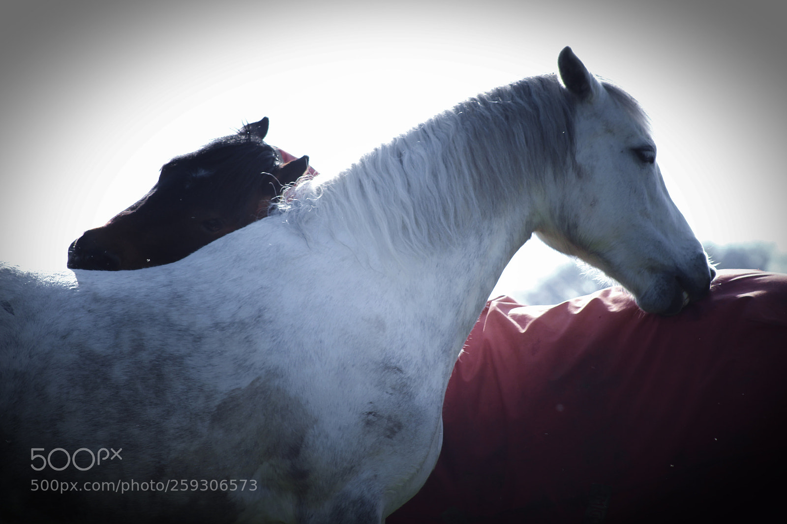 Canon EOS 1300D (EOS Rebel T6 / EOS Kiss X80) sample photo. Brotherly love photography