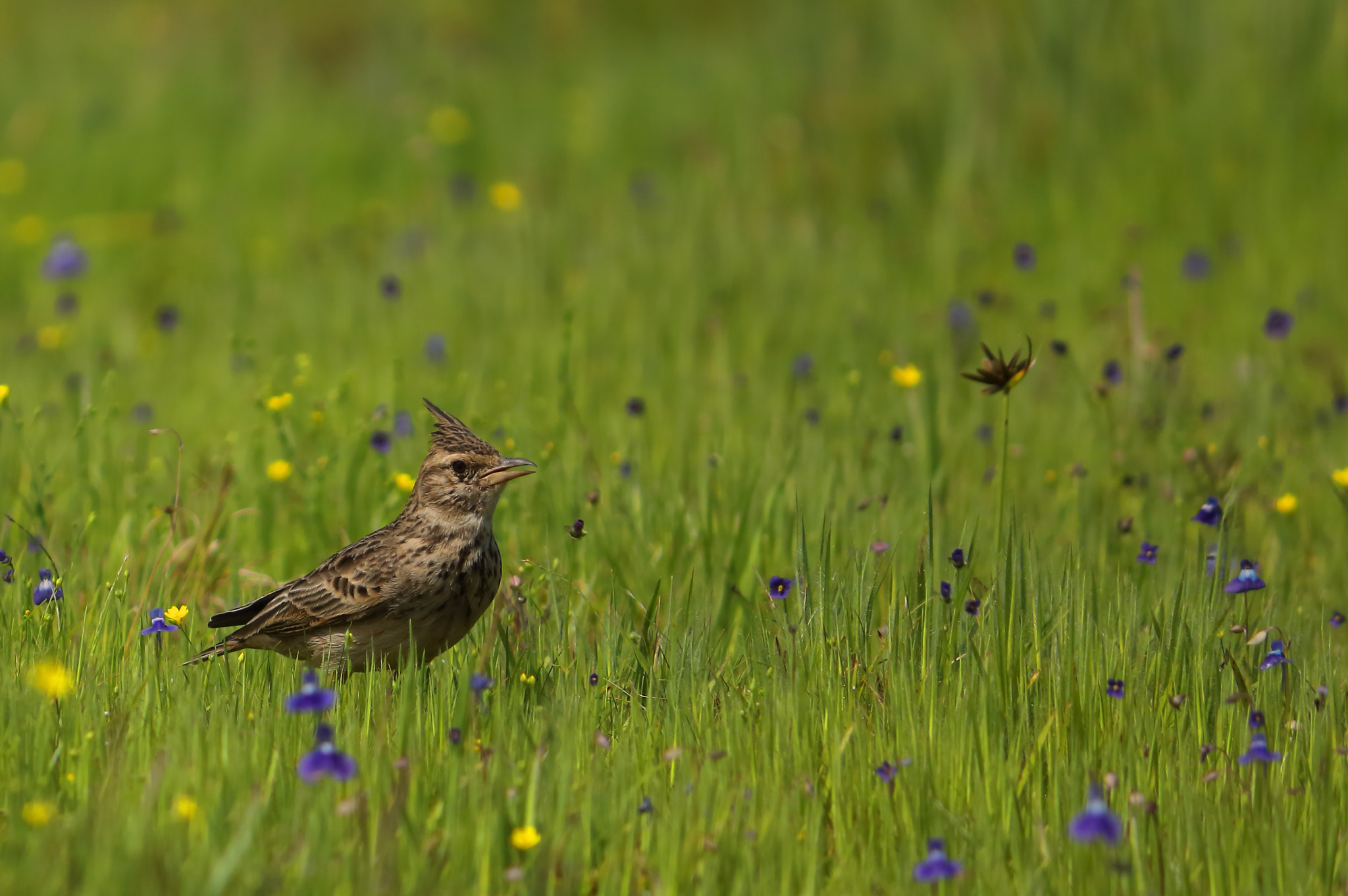 Canon EF-S 55-250mm F4-5.6 IS II sample photo. Crested lark photography