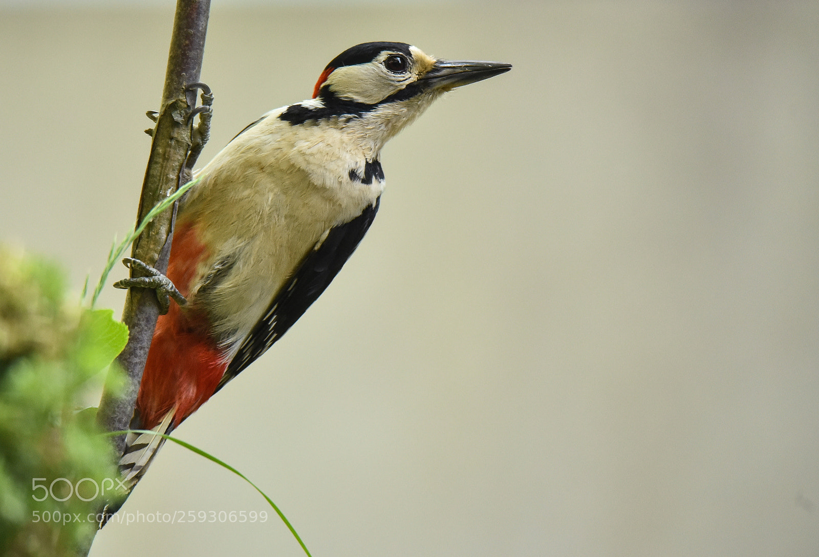 Nikon D750 sample photo. Woodpecker photography
