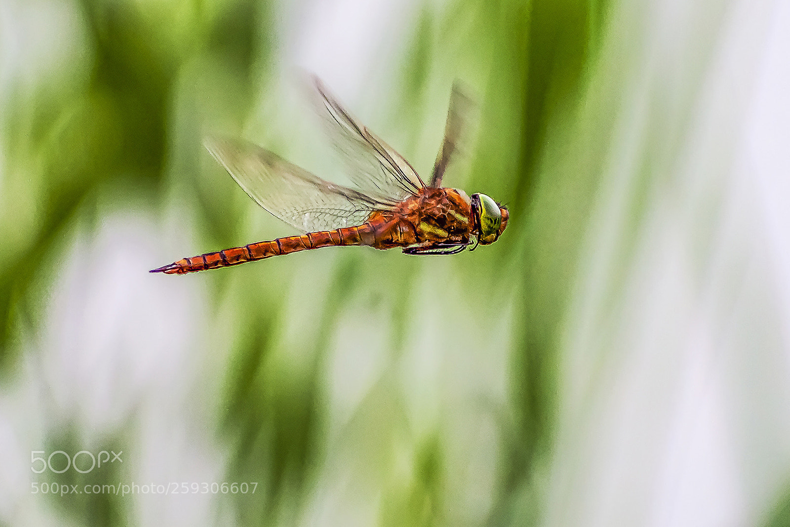 Canon EOS 450D (EOS Rebel XSi / EOS Kiss X2) sample photo. Dragonfly photography