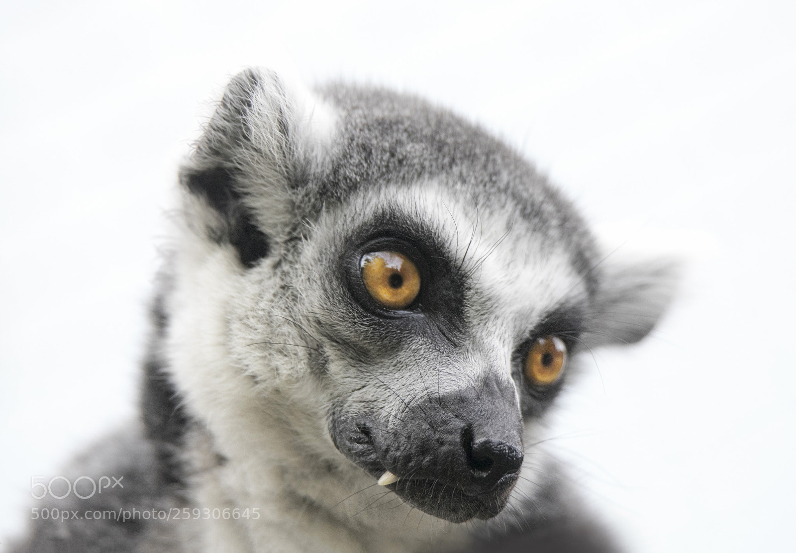 Canon EOS 6D Mark II sample photo. Lemur photography