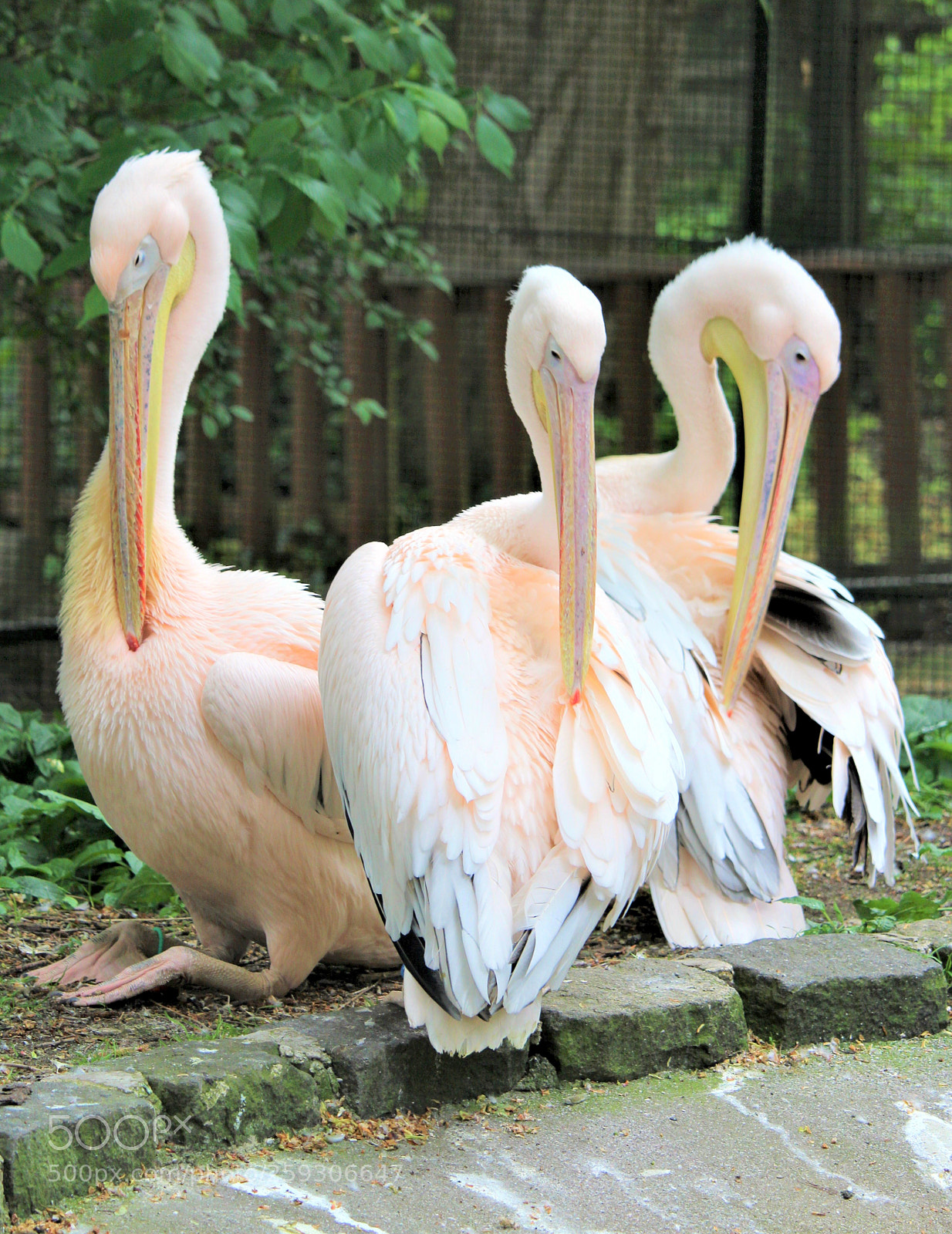 Canon EOS 1200D (EOS Rebel T5 / EOS Kiss X70 / EOS Hi) sample photo. Edinburgh zoo photography