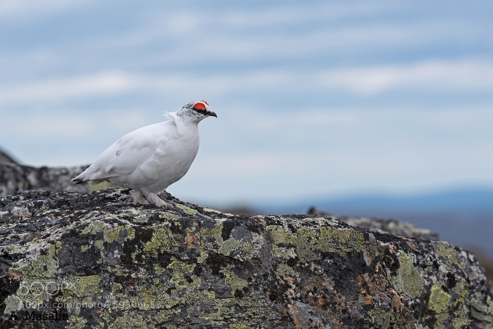 Nikon D750 sample photo. Rock ptarmigan photography