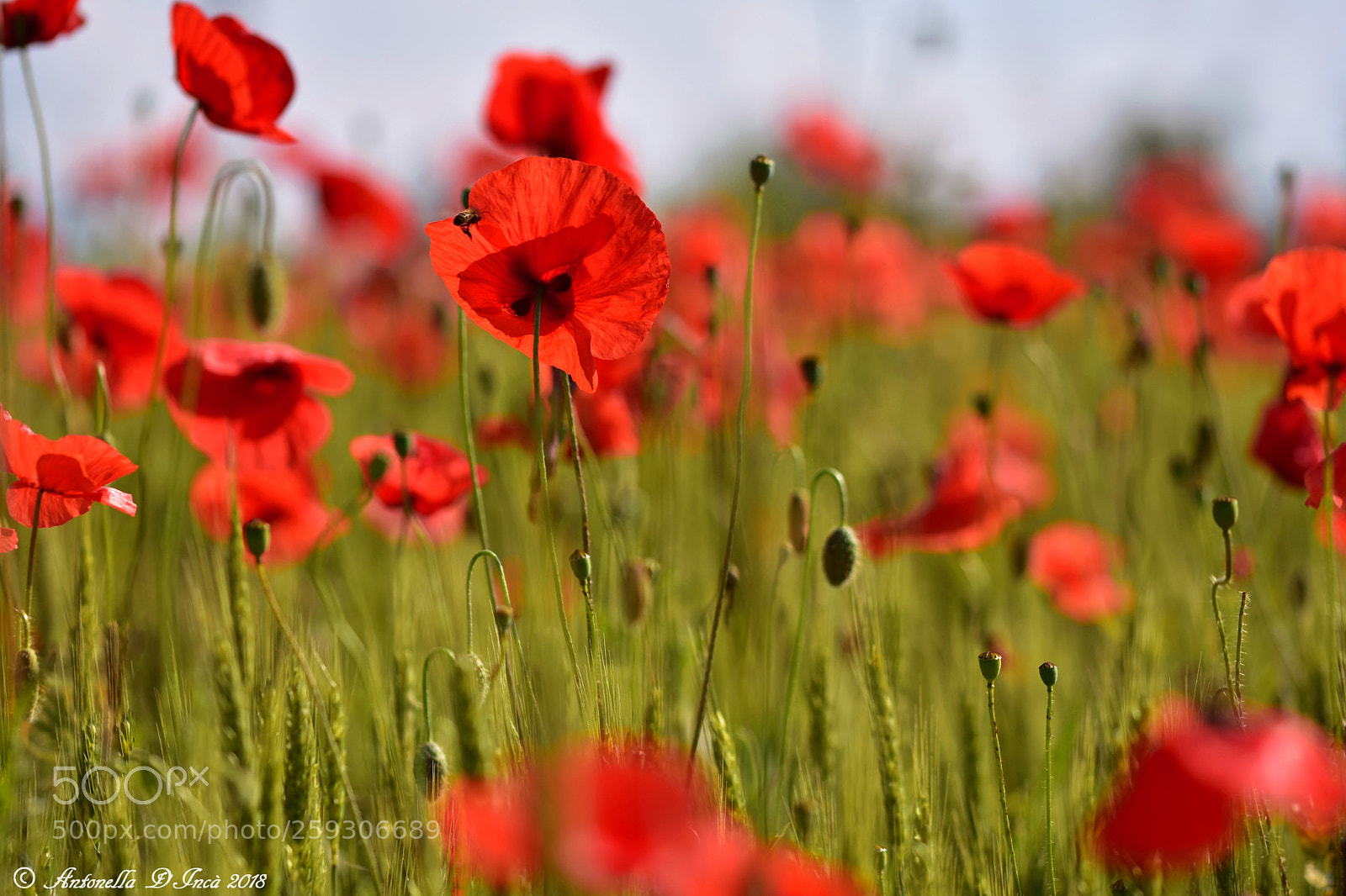 Nikon D7200 sample photo. Accenti rossi fra le photography