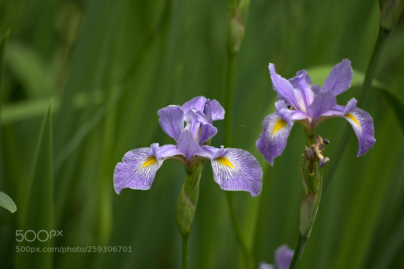 Canon EOS 6D sample photo. Purple irises photography