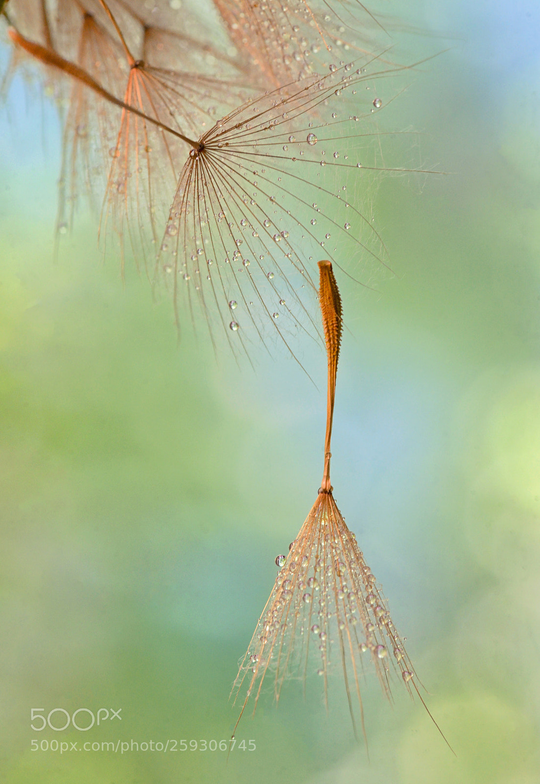 Nikon D610 sample photo. Dew drops on a photography