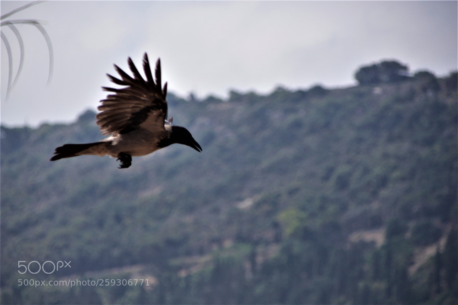 Canon EOS 700D (EOS Rebel T5i / EOS Kiss X7i) sample photo. Raven in the air photography