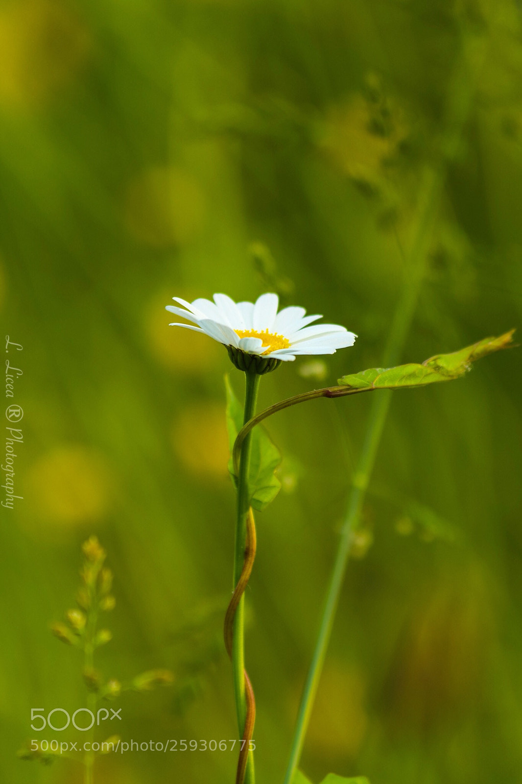 Canon EOS 6D Mark II sample photo. Caress of light 69 photography