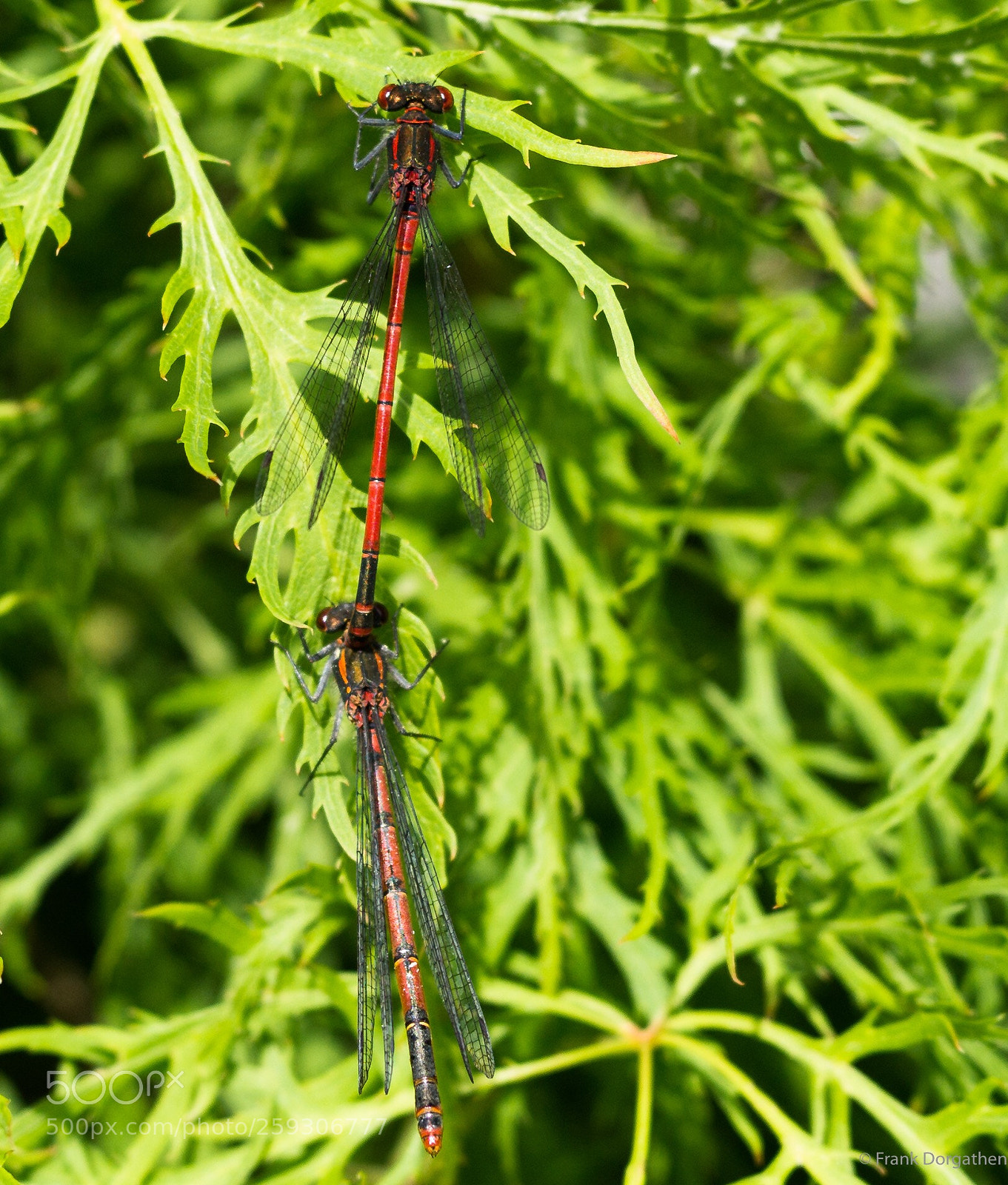 Sony a6000 sample photo. Dragonfly couple photography