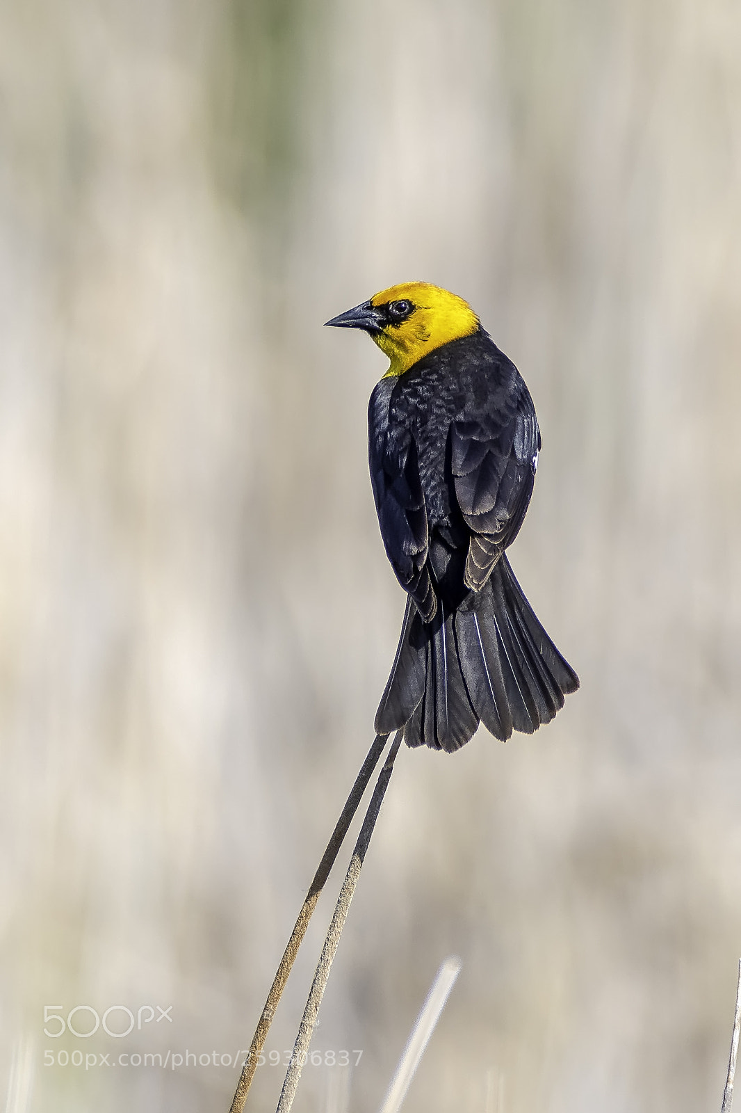 Nikon D500 sample photo. Yellow-headed blackbird photography