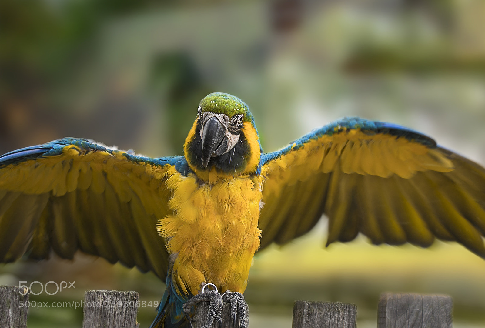 Canon EOS 6D Mark II sample photo. Ara ararauna photography