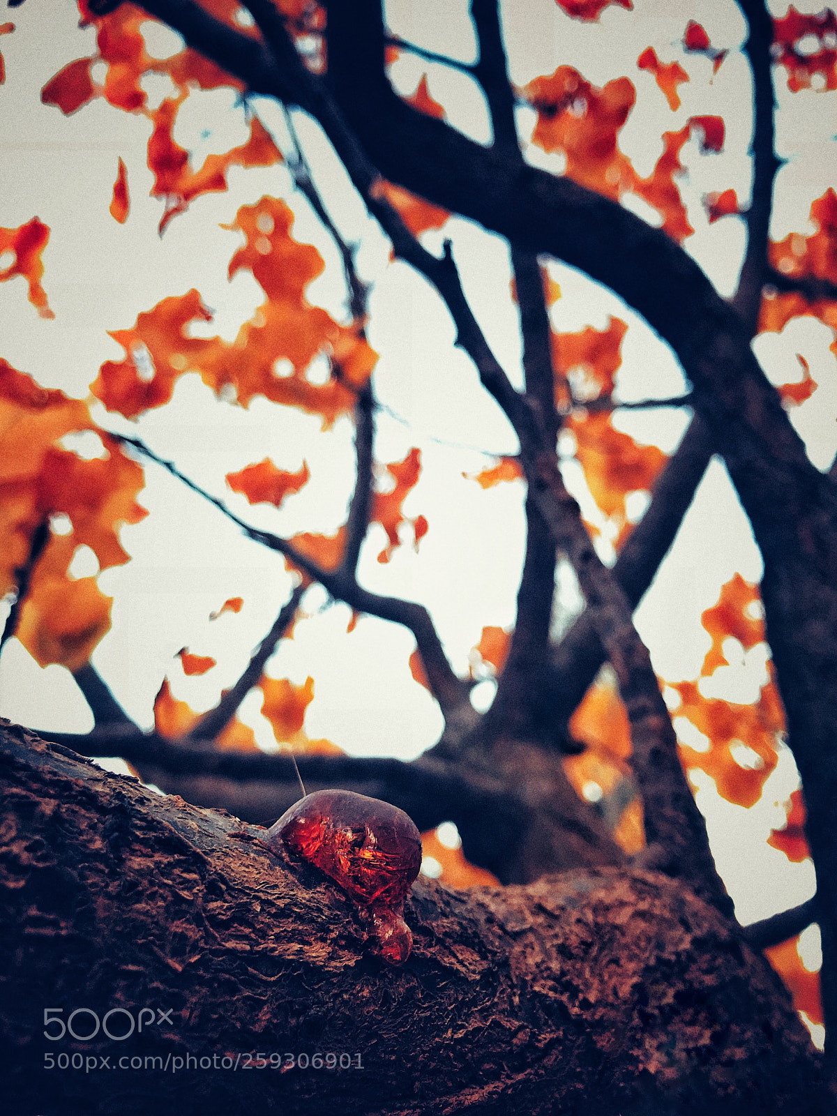 Apple iPhone 7 Plus sample photo. Autumn photography