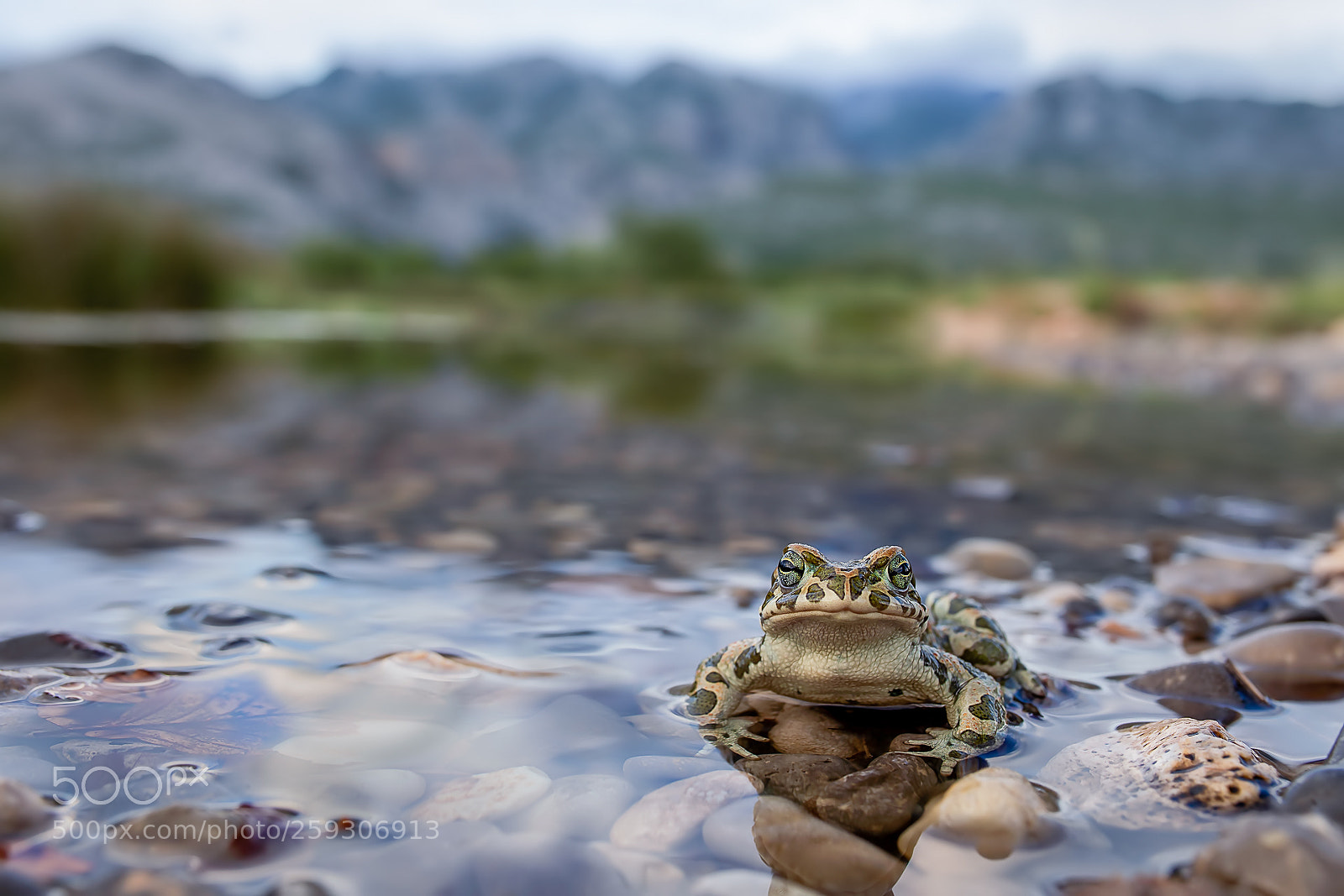 Canon EOS 6D sample photo. Ropucha zelen bufo viridis photography