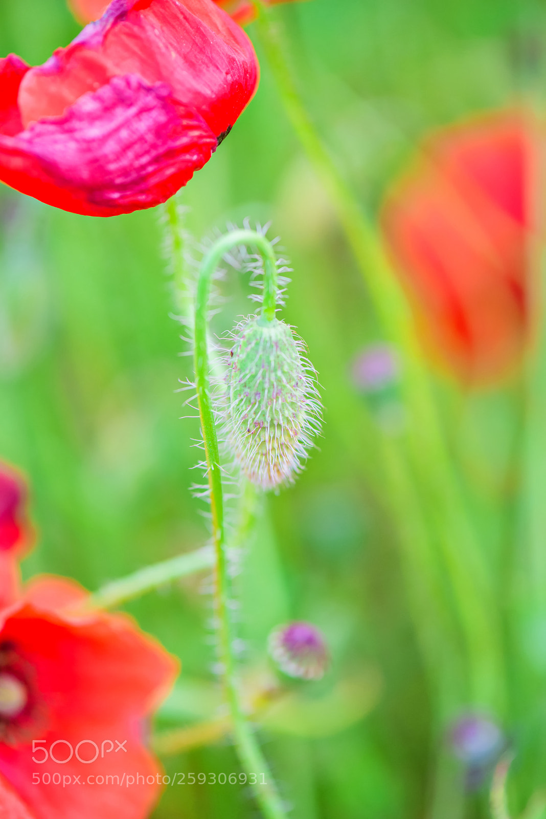 Nikon D610 sample photo. Tender shot of red photography