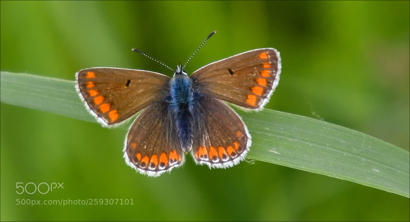 Nikon D500 sample photo. Biue butterfly photography