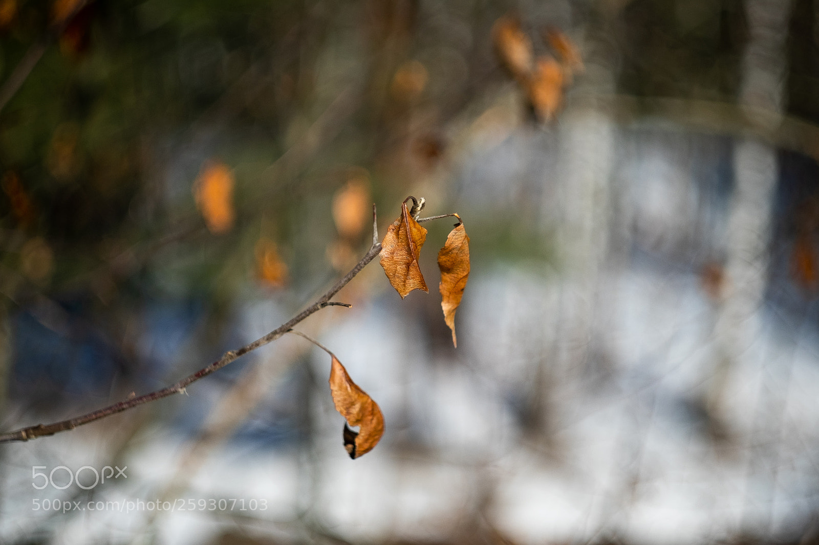 Fujifilm X-T1 sample photo. Springtime. photography