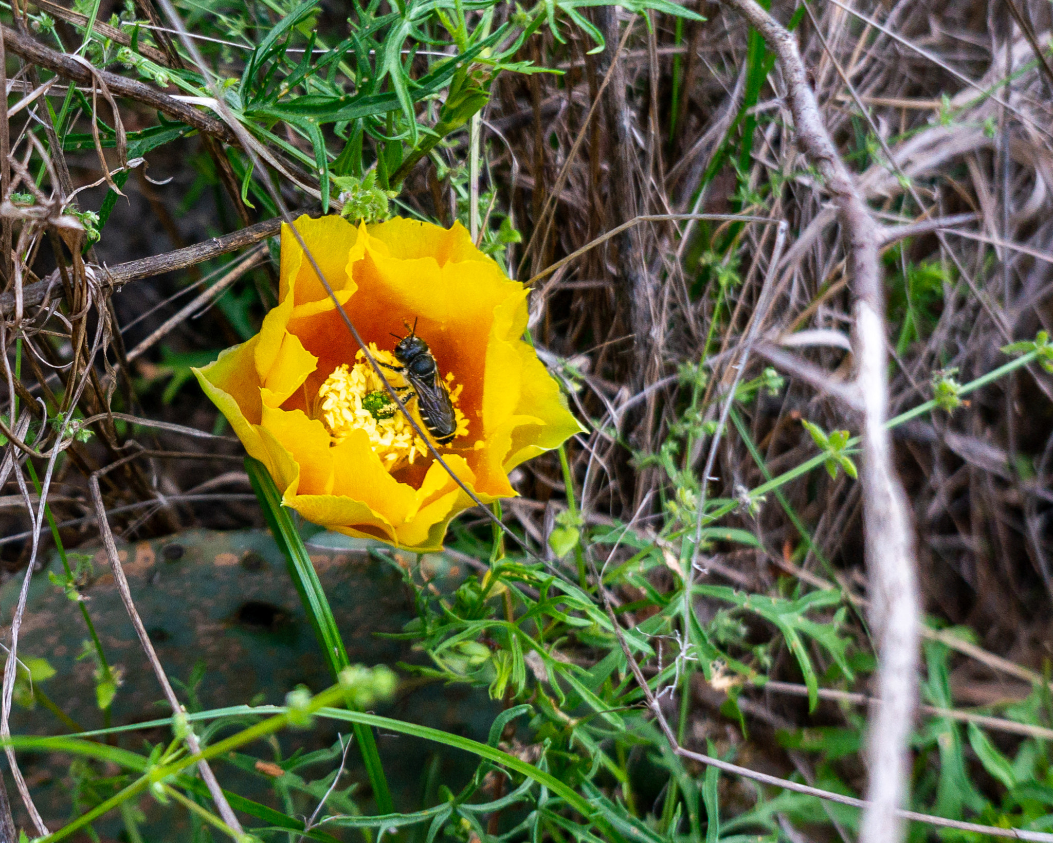 Sony Alpha NEX-5R sample photo. Cactus flower visitor photography