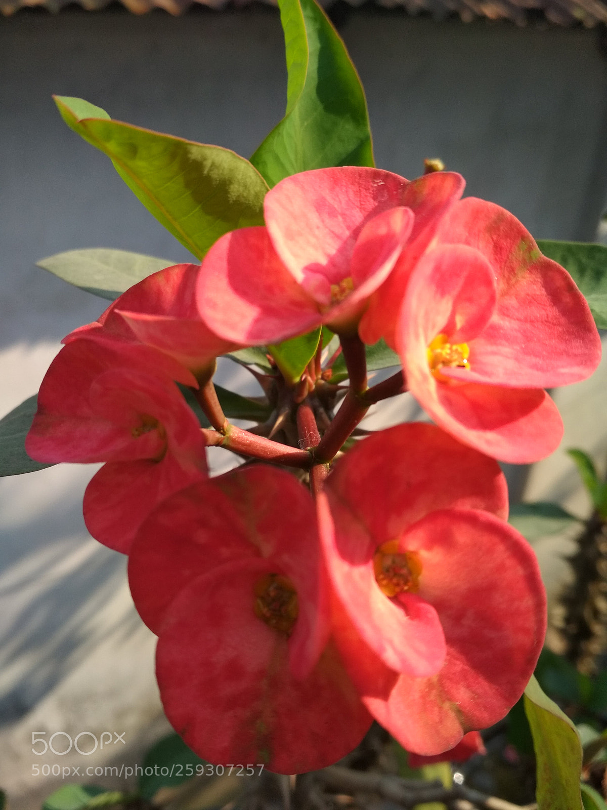 Xiaomi Redmi 4X sample photo. Untitled photography