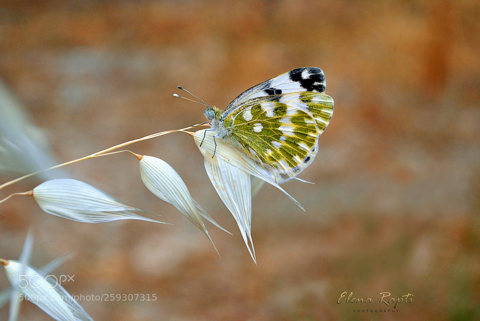 Nikon D3000 sample photo. Pontia edusa, the eastern photography