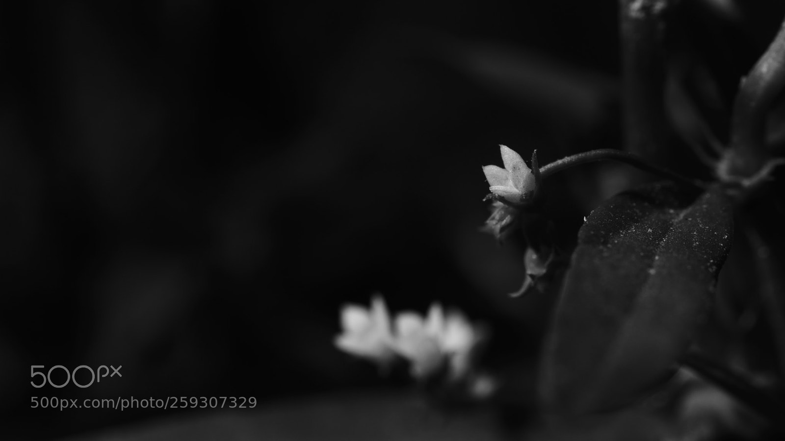 Nikon D7200 sample photo. Tiny world photography