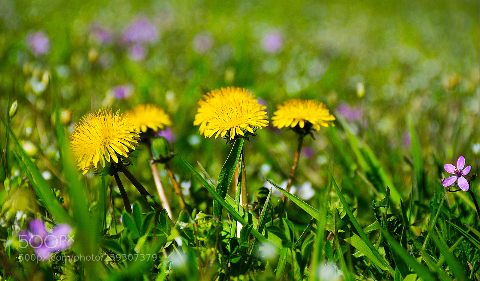 Canon EOS 500D (EOS Rebel T1i / EOS Kiss X3) sample photo. . photography