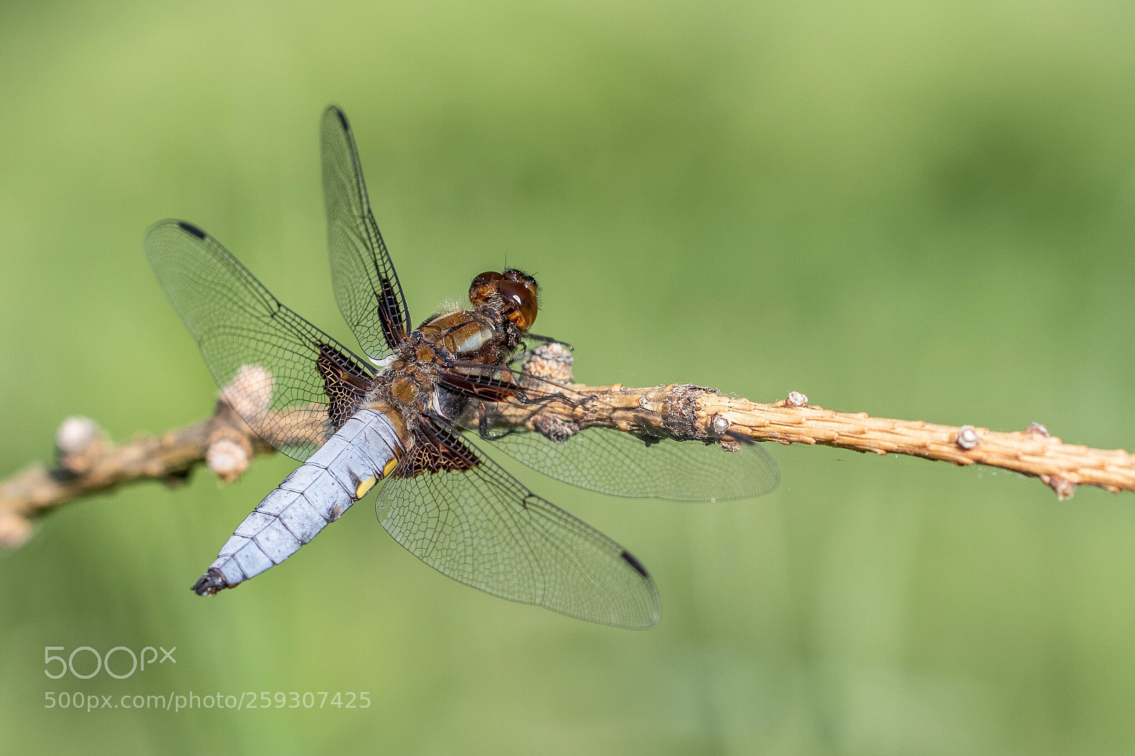 Canon EOS 7D Mark II sample photo. Dragonfly photography
