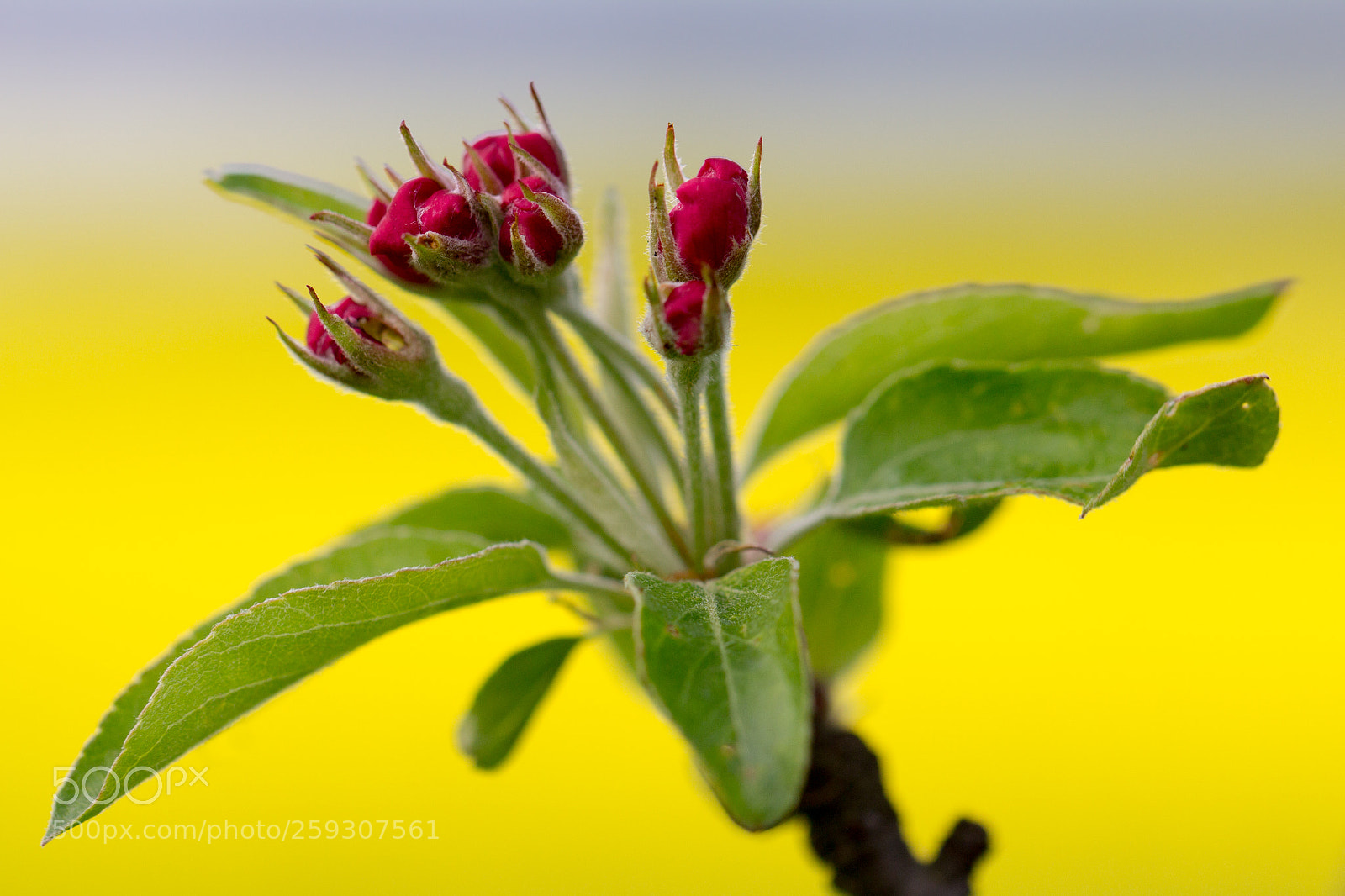 Canon EOS 60D sample photo. Purple - yellow photography