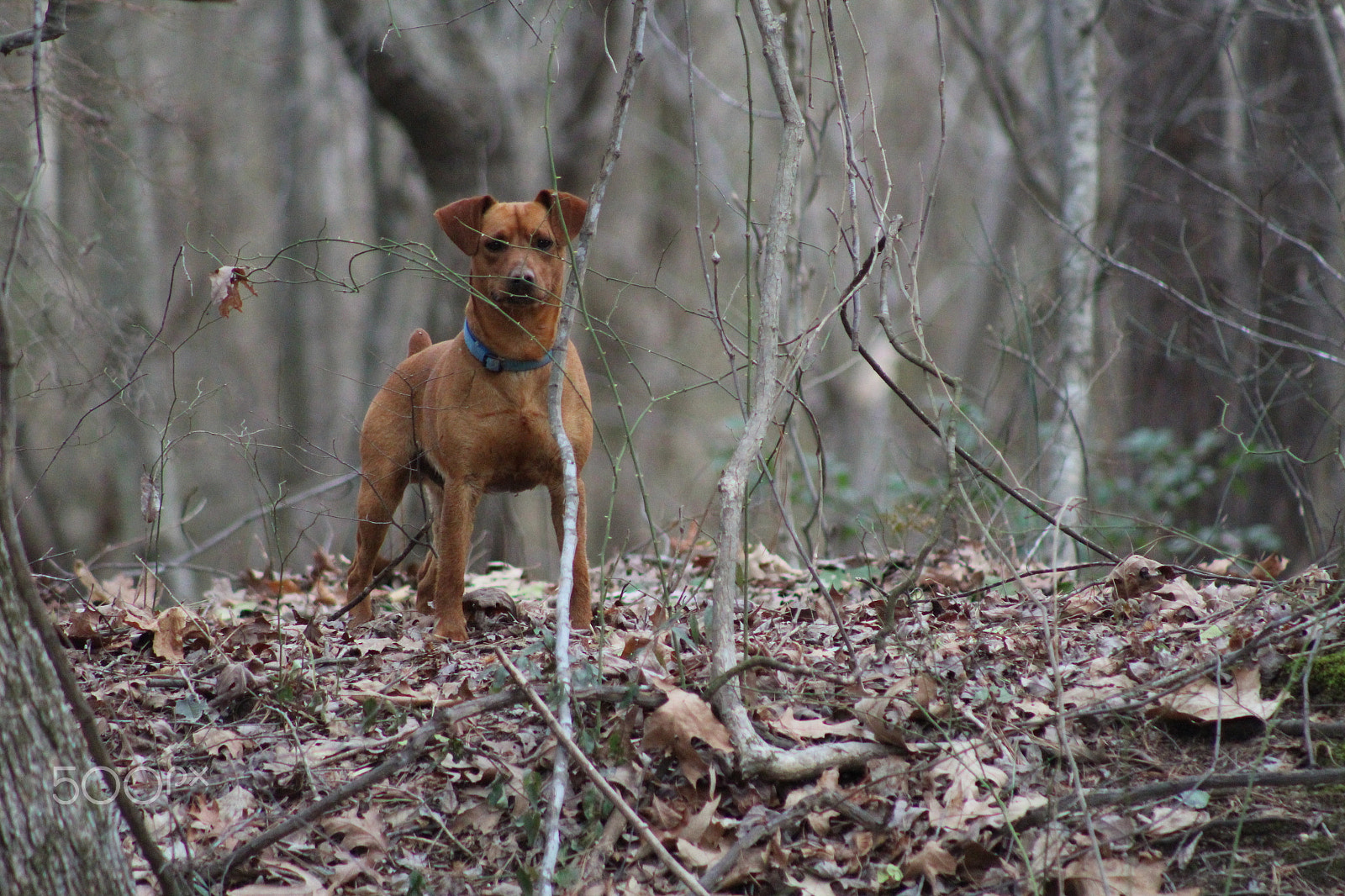 Canon EF 75-300mm f/4-5.6 USM sample photo. North carolina photography